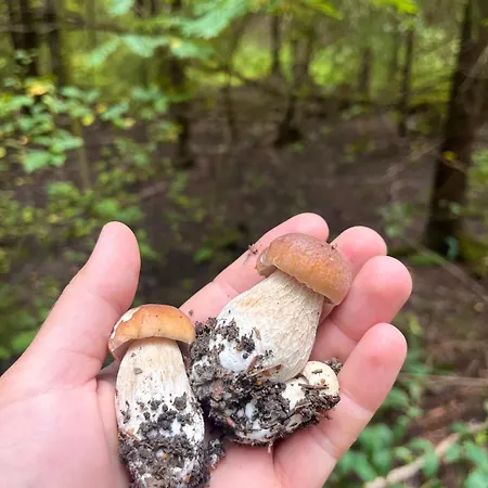 Premium For Three With Balcony In Uimaharju